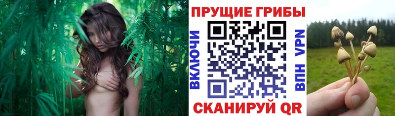 Псилоцибиновые грибы Psilocybine cubensis  продажа наркотиков  Ермолино 
